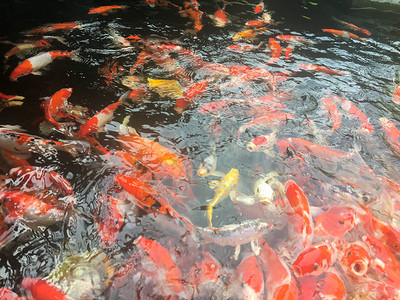锦鲤鱼在水族馆游泳花式鲤鱼图片