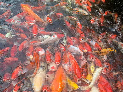 锦鲤鱼在水族馆游泳花式鲤鱼图片