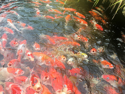 锦鲤鱼在水族馆游泳花式鲤鱼图片