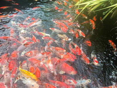 锦鲤鱼在水族馆游泳花式鲤鱼图片