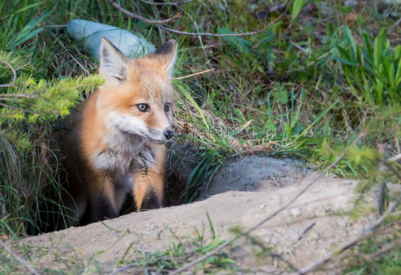 野生动物中的红狐动物图片