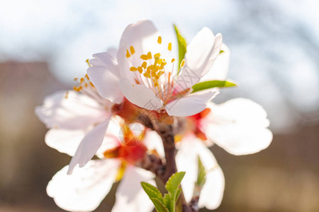 春日田园桃树白花图片