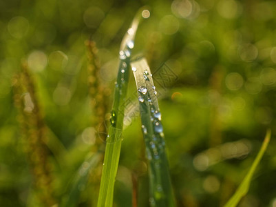 俄罗斯草地上雨后的水滴图片