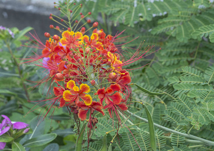 黄花楸近景图片