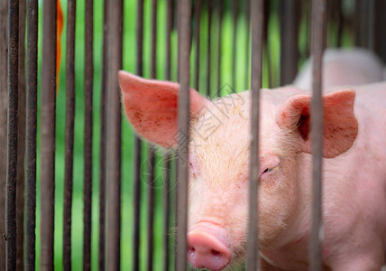 农场里的小猪粉红色的小猪非洲猪瘟和猪流感的概念畜牧业猪肉行业健康可爱的猪在摊位或谷仓哺乳动图片