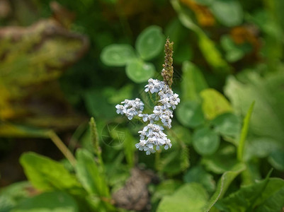 夏天野草上的小白花莫斯科图片