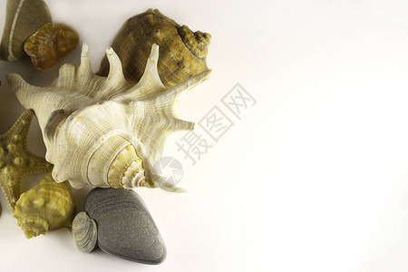 白底海星贝壳和石头旅行概念图片