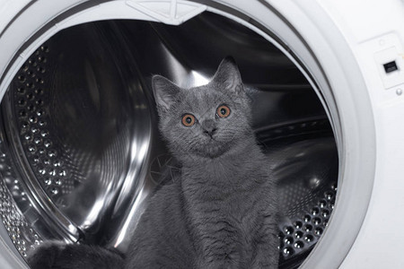 猫在洗衣机里洗衣机宠物鼓机英国小猫图片