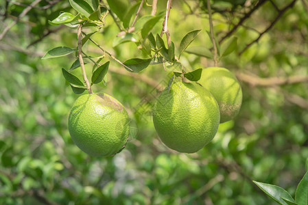 美国德克萨斯州休斯顿花园的树枝上挂着三个带有风痕的绿色橙子果皮上的浅色变色疤痕在位图片