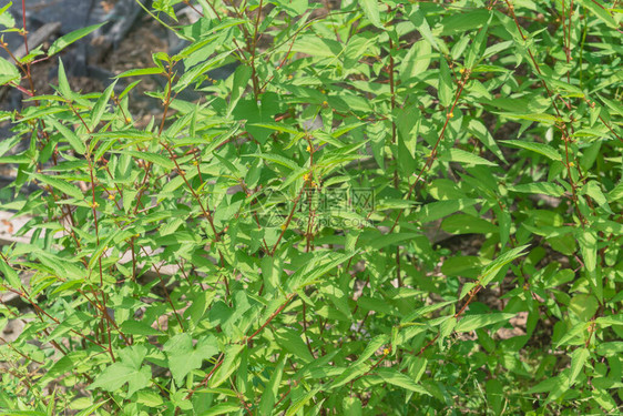 美国德克萨斯州休斯敦黄麻植物叶茂盛的背景图片