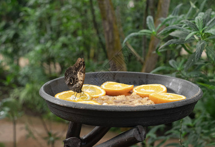 蝴蝶喂食坐在水果槽里图片