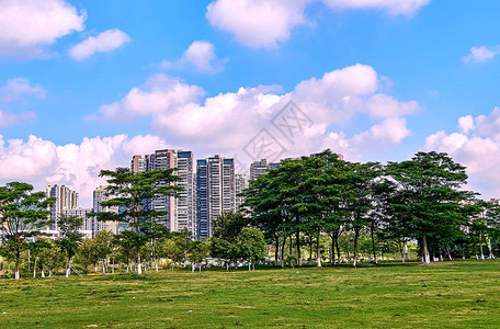 在深圳阳光明媚的日子里图片