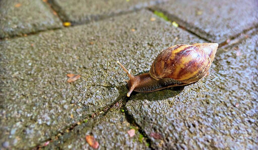 深圳夜间湿石行人路上爬行的蜗牛图片