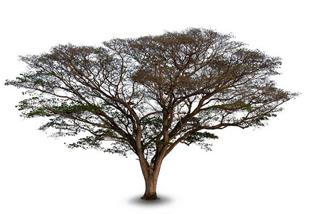 树东印度核桃或白色背景的猴荚图片