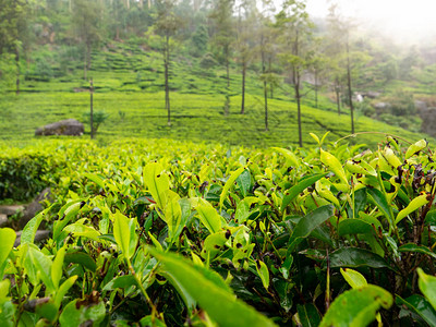 清晨茶叶种植园绿色茶叶顶端图片