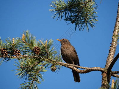 普通黑鸟TurdusMerula女在阳光明媚的夏日图片