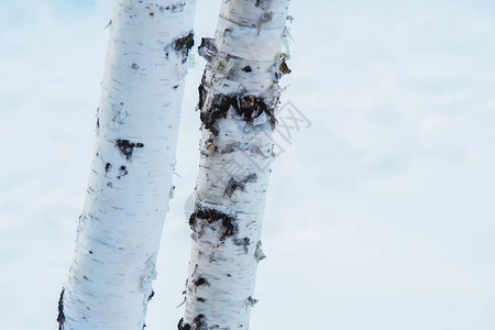 白雪背景下白桦树的两根年轻树干背景图片