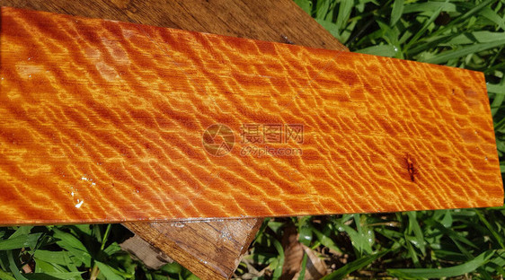 天然的缅甸帕达克木头有老虎条纹或卷状条纹谷物阿菲塞利亚木质外观美丽的手工艺或图片