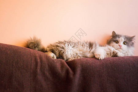 猫在家休息可爱的凌乱猫在家里美丽的白灰猫漂亮的灰白猫躺在沙发图片