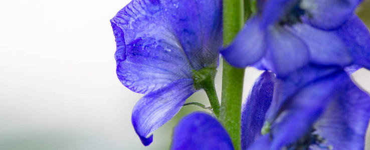 CarmichaelsMonkshood蓝色花朵的特写镜头图片