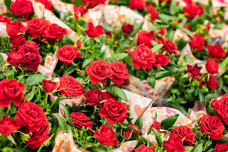 清新自然美丽的猩红色玫瑰花图片