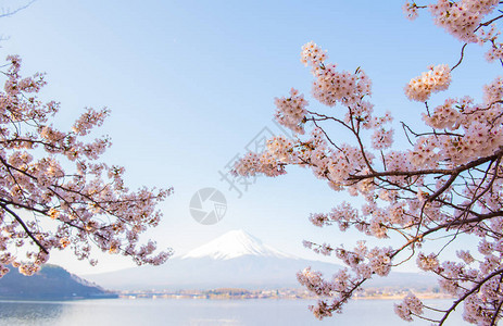 日本的樱花树春天时在花园图片