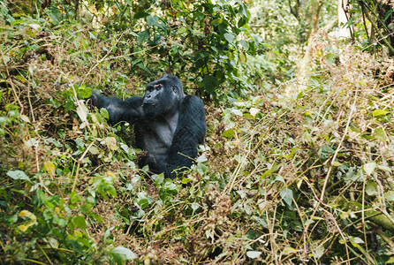 乌干达布温迪不可渗透森林的布什大山猩座和喂养图片