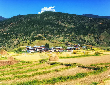 ParoDzong俯视Paro谷RicePaddiesBhu图片