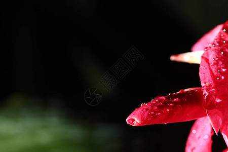 热带粉红花和雨水滴后露的深夜彩光摄影背景图片