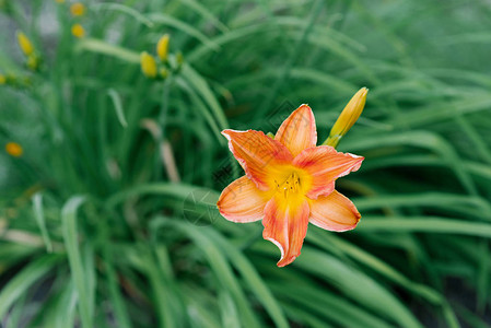 夏天花园里美丽的橙色白昼花图片