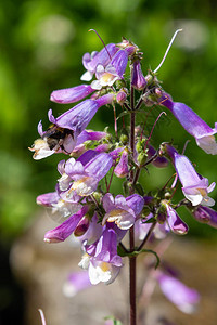 蜜蜂在多毛茯苓花上采集花蜜花园背景图片