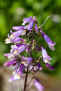 蜜蜂在多毛茯苓花上采集花蜜花园图片