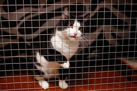 黄眼黑白的黑猫锁在笼子里图片