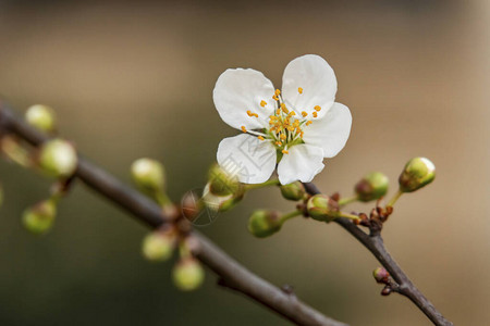 春天来了在大自然的树枝上关闭樱桃李花图片