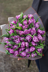 紫色春月郁金香的鲜花顶端风景春天美图片