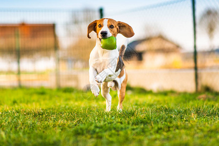 Beagle狗在花园里跑向绿色球的摄像头日落的狗在拿玩图片