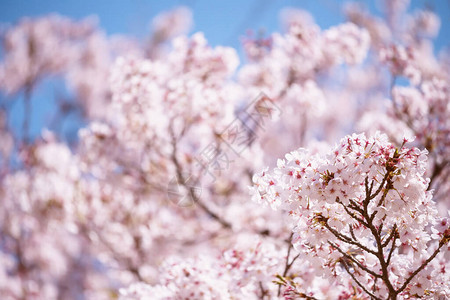 日本名古屋城堡春天的粉红色白樱花或樱花盛开图片