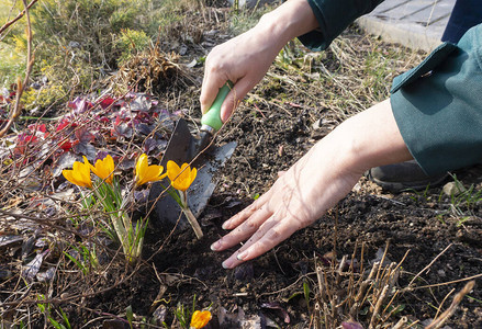 在阳光明媚的早春使用勺子进行植物移植女手移植番红花漂亮的手拿图片