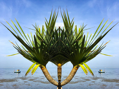 海滩上的热带绿色棕榈树蓝天自然背景摘要树木创造力图片