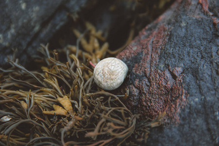 蜗牛壳岩石上长着海草图片