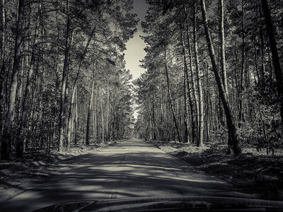 美丽森林道路的图片