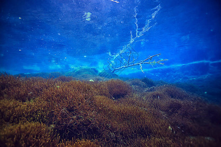 水下湖泊淡水地貌和生态系统清晰的图片