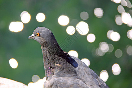 美丽的鸽子用模糊的背灌木头拍图片