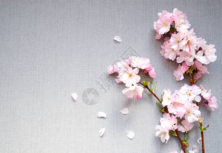 浅粉红明花树枝精细的春花平板在光灰背景上躺着展示背景图片