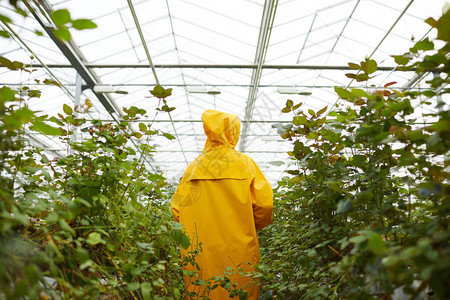 沿着绿色植物和温室花朵行走的雨衣中园图片