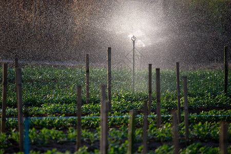 园林花卉中的农业浇水器图片