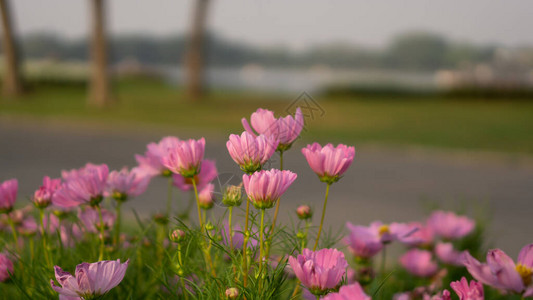 蓬莱松一片美丽的粉红花瓣田地的宇宙花朵开花在绿叶上背景