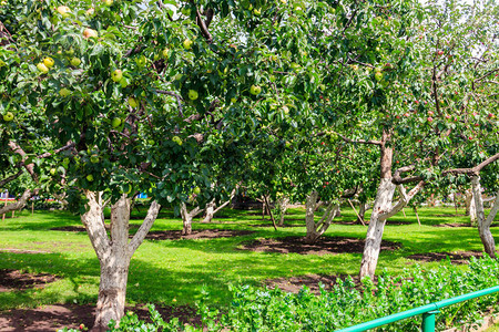 果园里有成熟苹果的苹果树图片