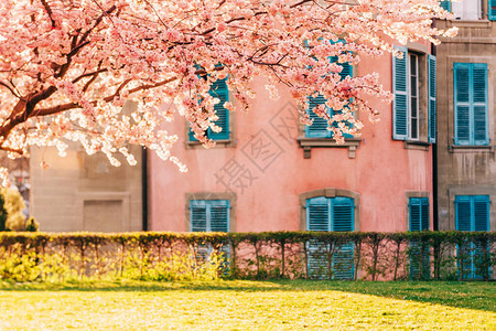 春季花园或公园有粉红开花的背景图片