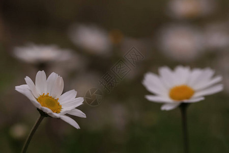 洋甘菊花洋甘菊recutita图片